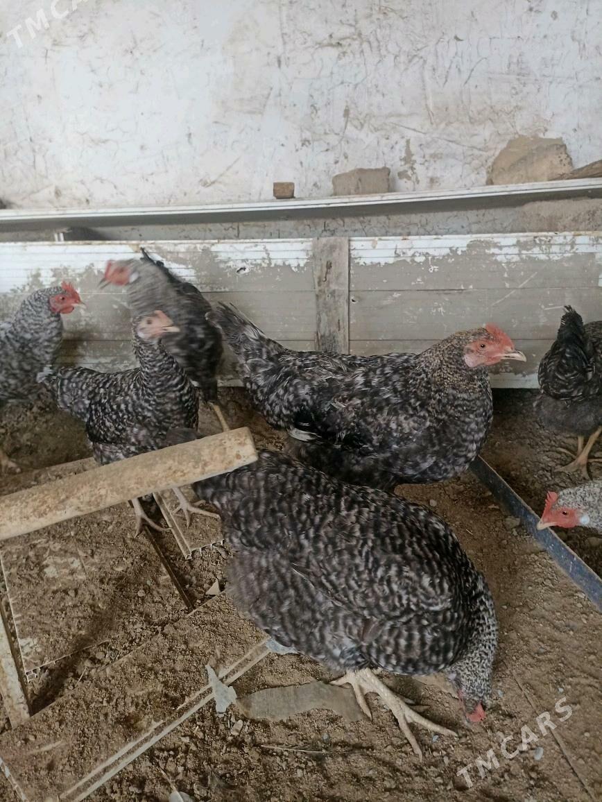 dominat tovuk - Багир - img 4