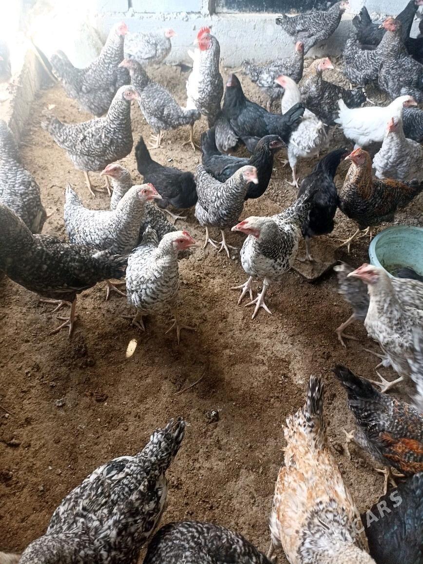 dominat tovuk - Багир - img 3