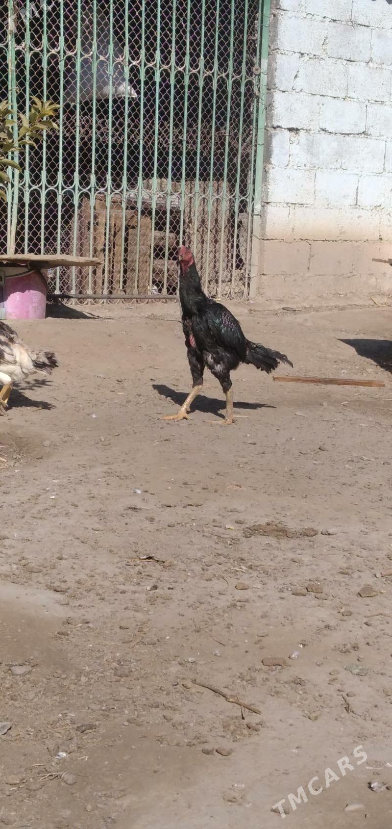 horaz taśkent - Ашхабад - img 2