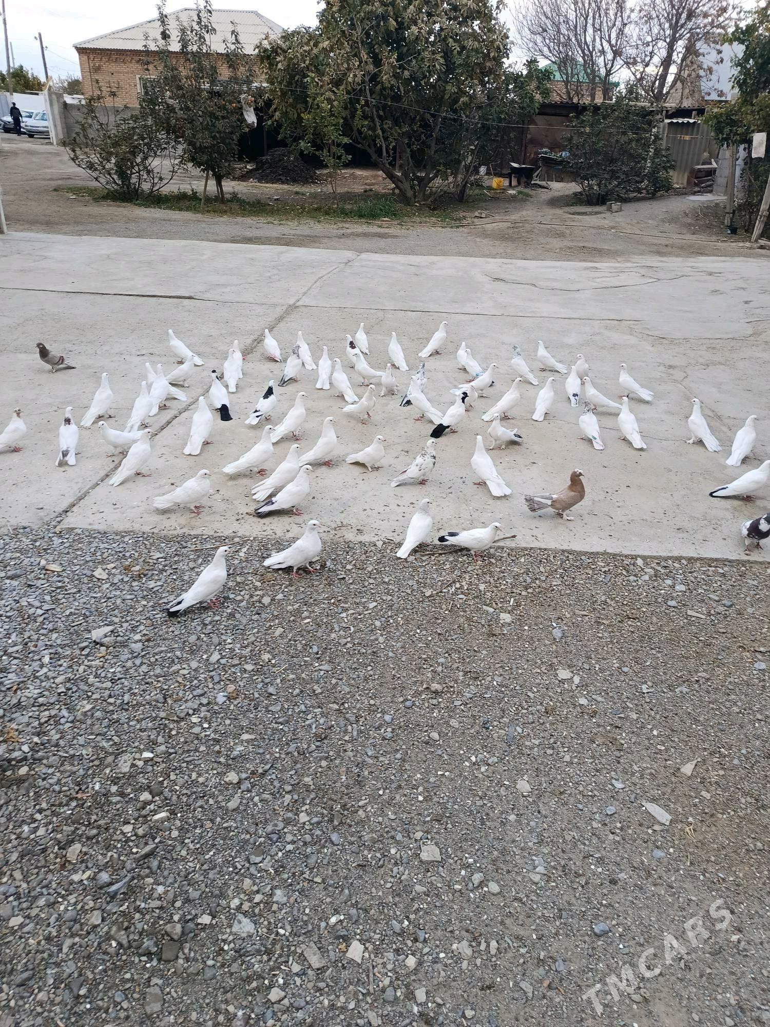 kepderi - Бахарден - img 1