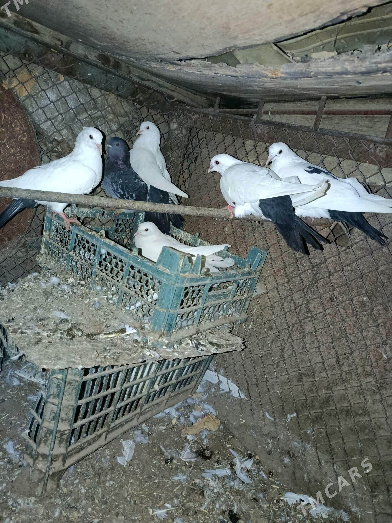 kepderi - Бахарден - img 3