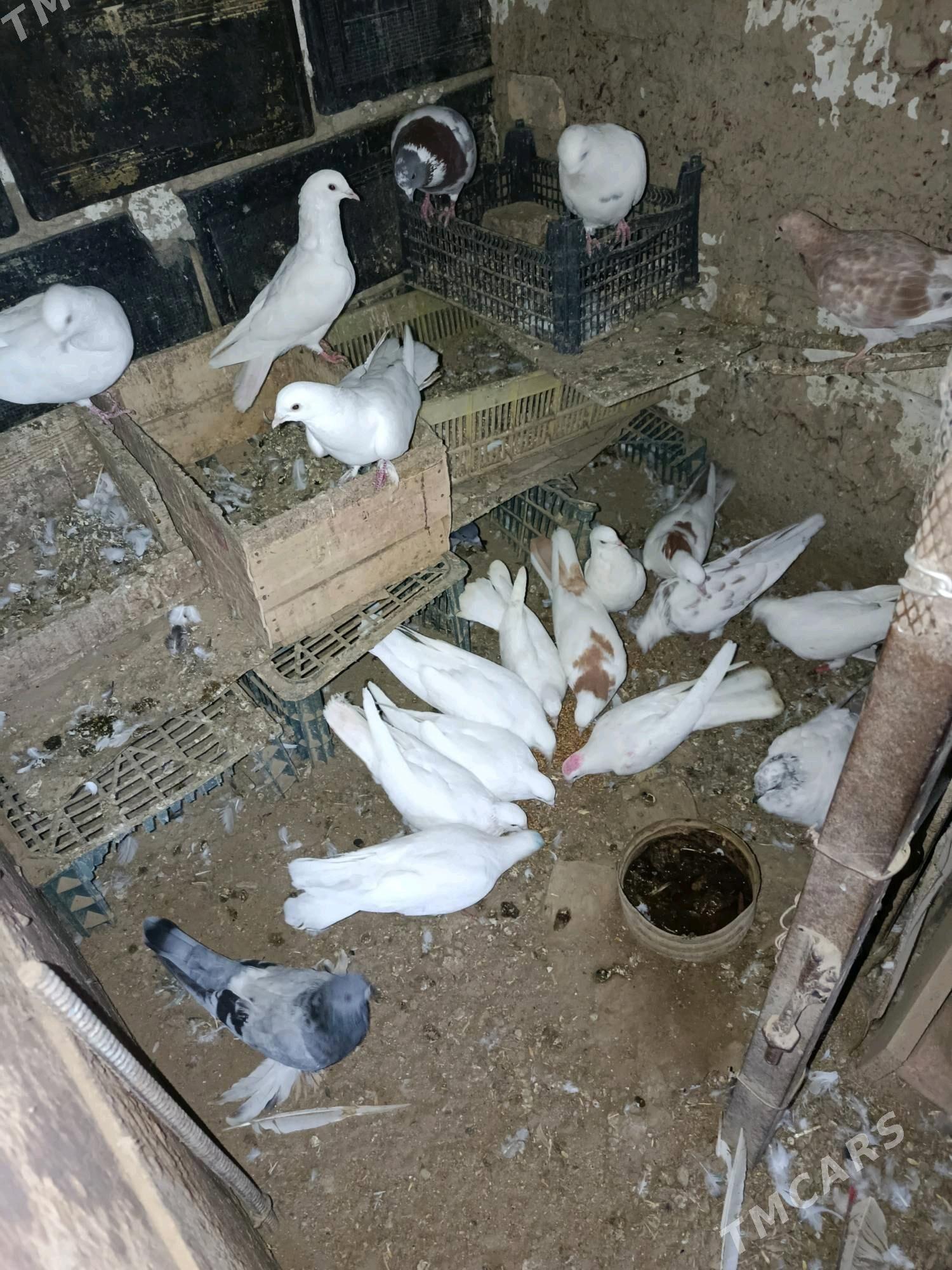 kepderi - Бахарден - img 4