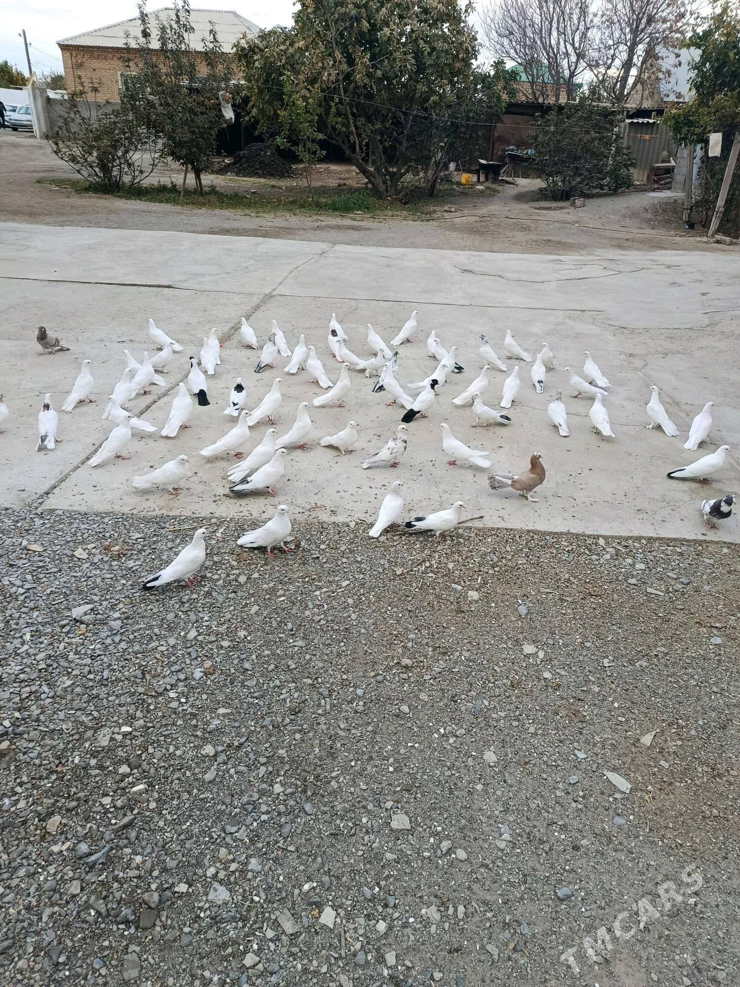 kepderi - Бахарден - img 2