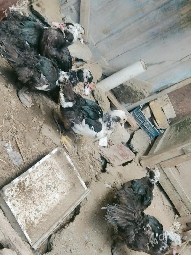 muskus - Чарджоу - img 3