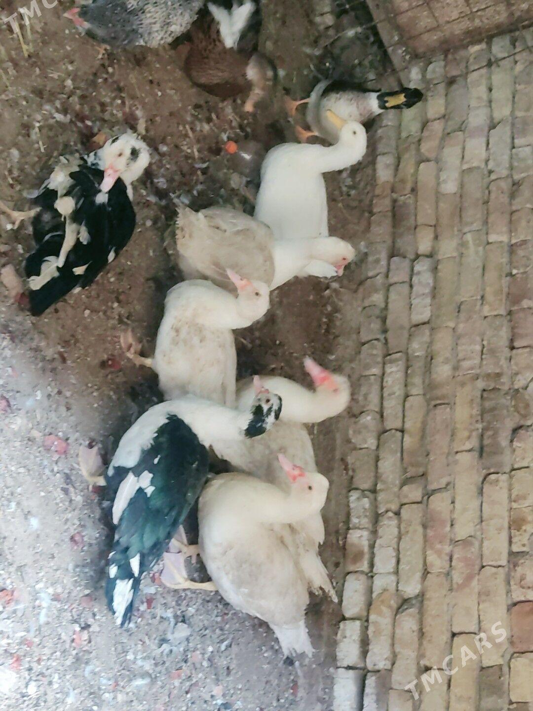 muskus - Чарджоу - img 2