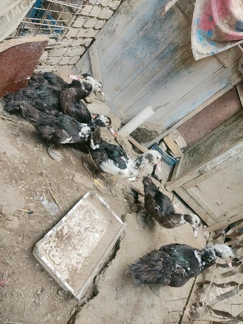 muskus - Чарджоу - img 4