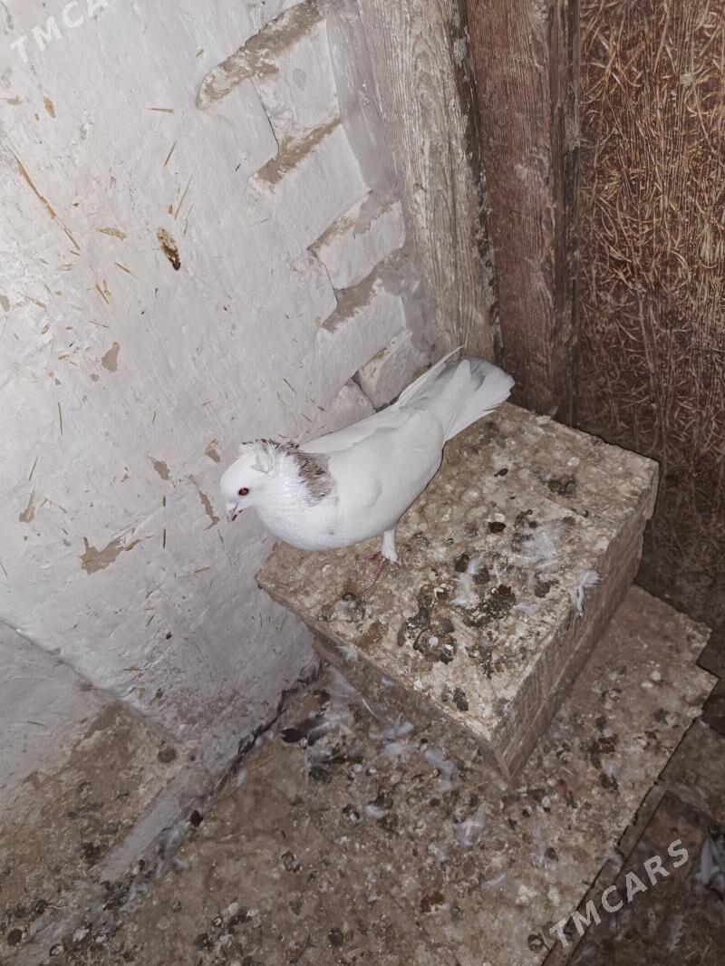 kepderi - Mary - img 2