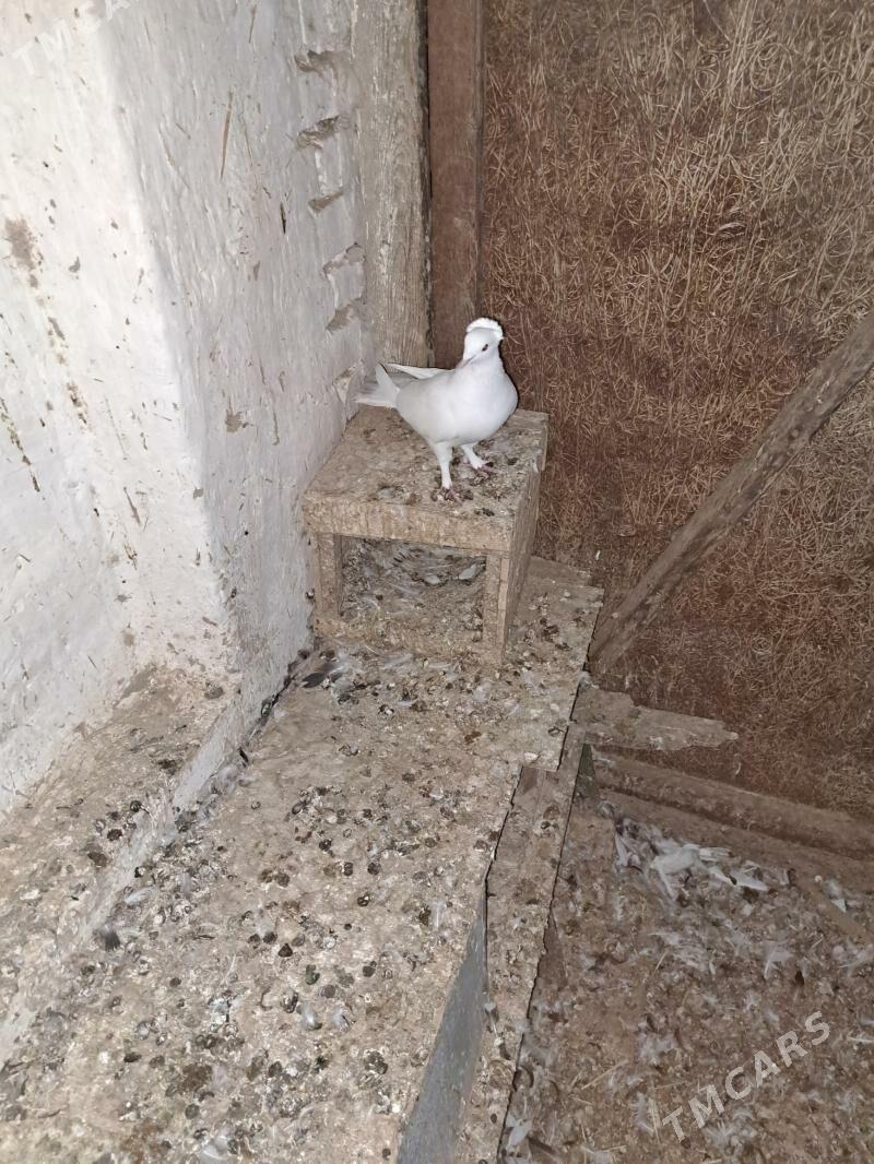 kepderi - Mary - img 3