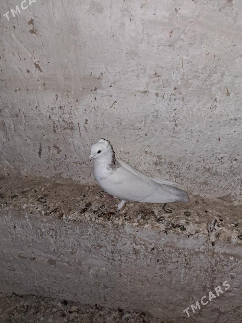 kepderi - Mary - img 4