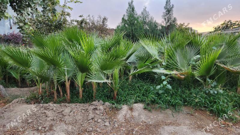 Palma baglar - Ашхабад - img 3