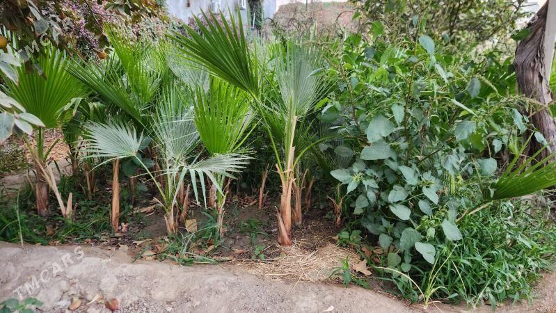 Palma baglar - Ашхабад - img 2