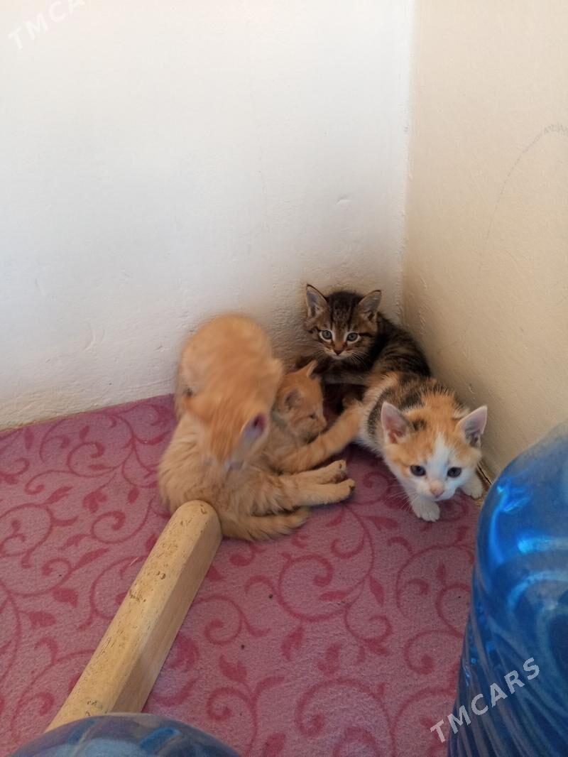 pisik - Ruhabat (90-njy razýezd) - img 2