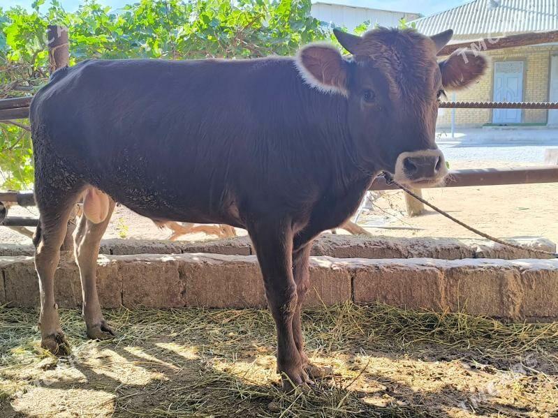 öküz - Ашхабад - img 2