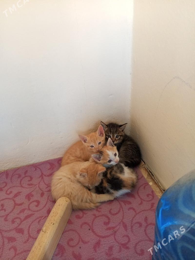 pisik - Ruhabat (90-njy razýezd) - img 4