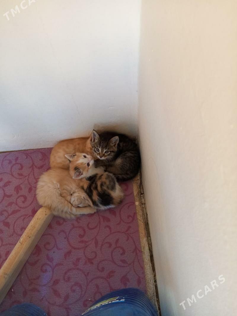 pisik - Ruhabat (90-njy razýezd) - img 5