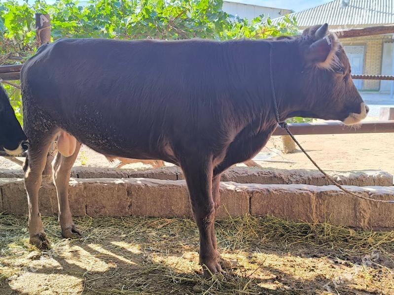 öküz - Ашхабад - img 3