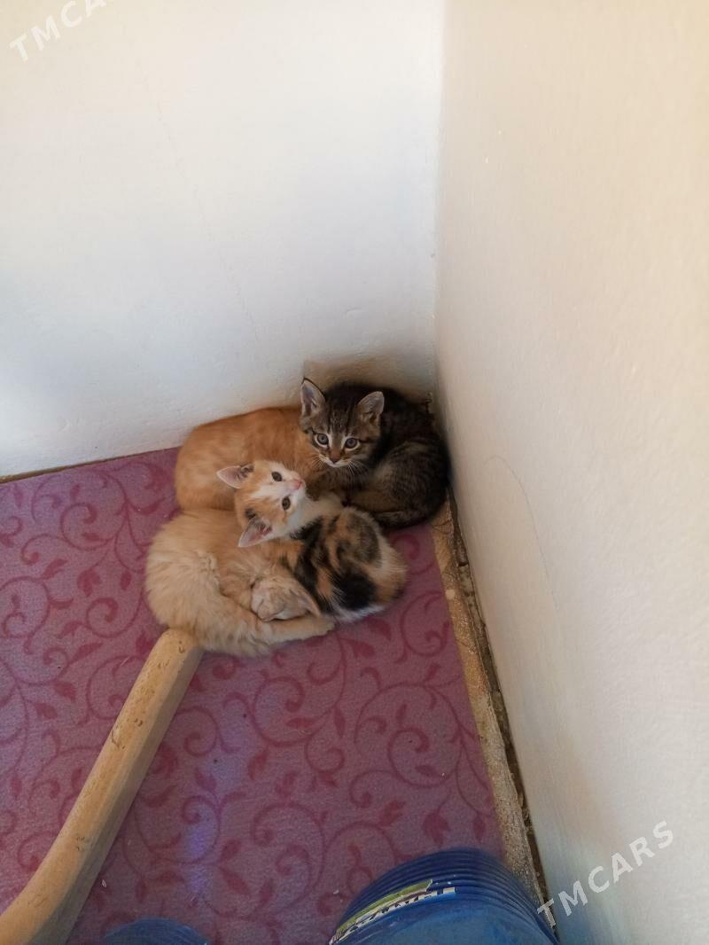 pisik - Ruhabat (90-njy razýezd) - img 6