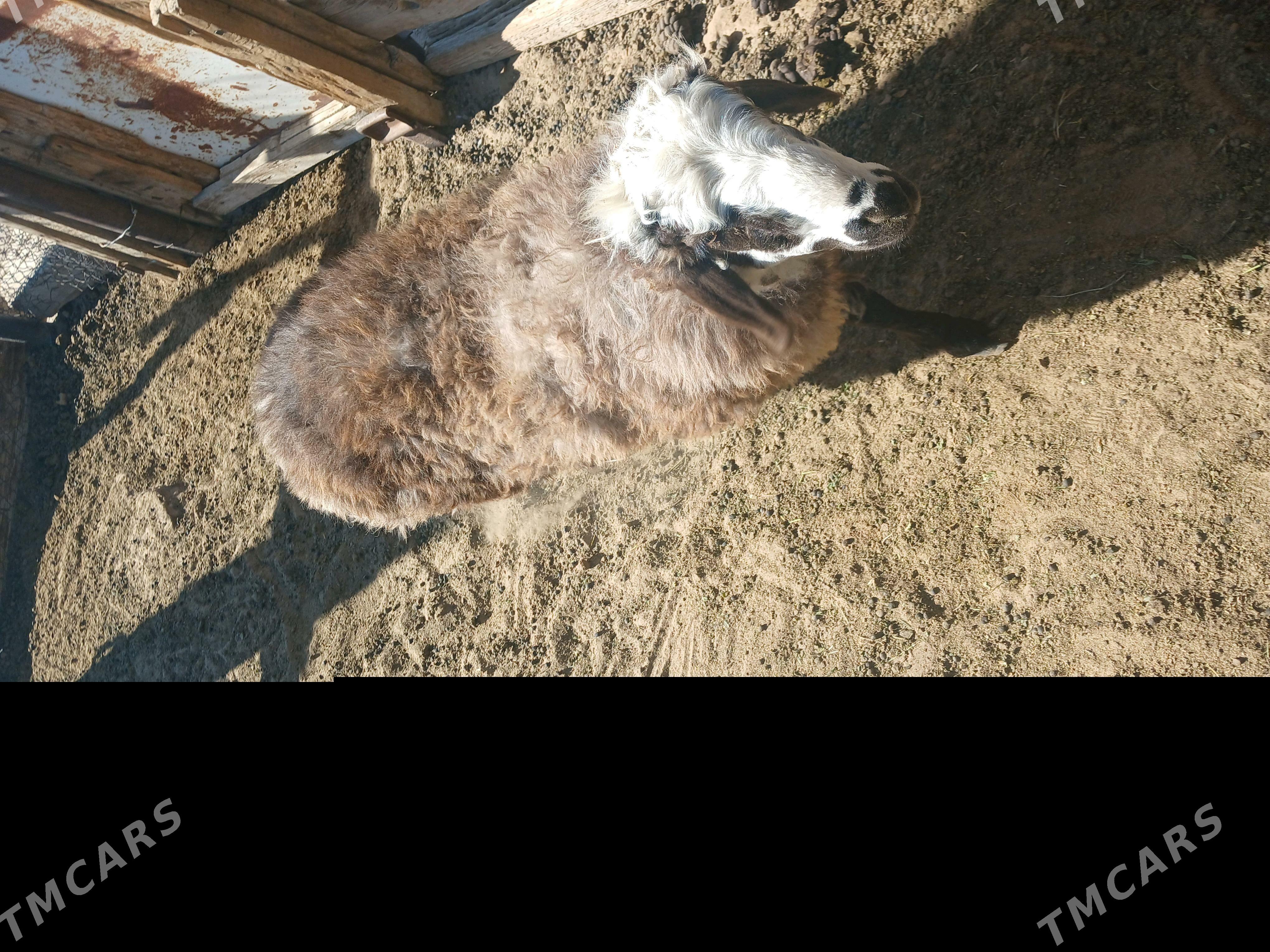 Tokli - Балканабат - img 4