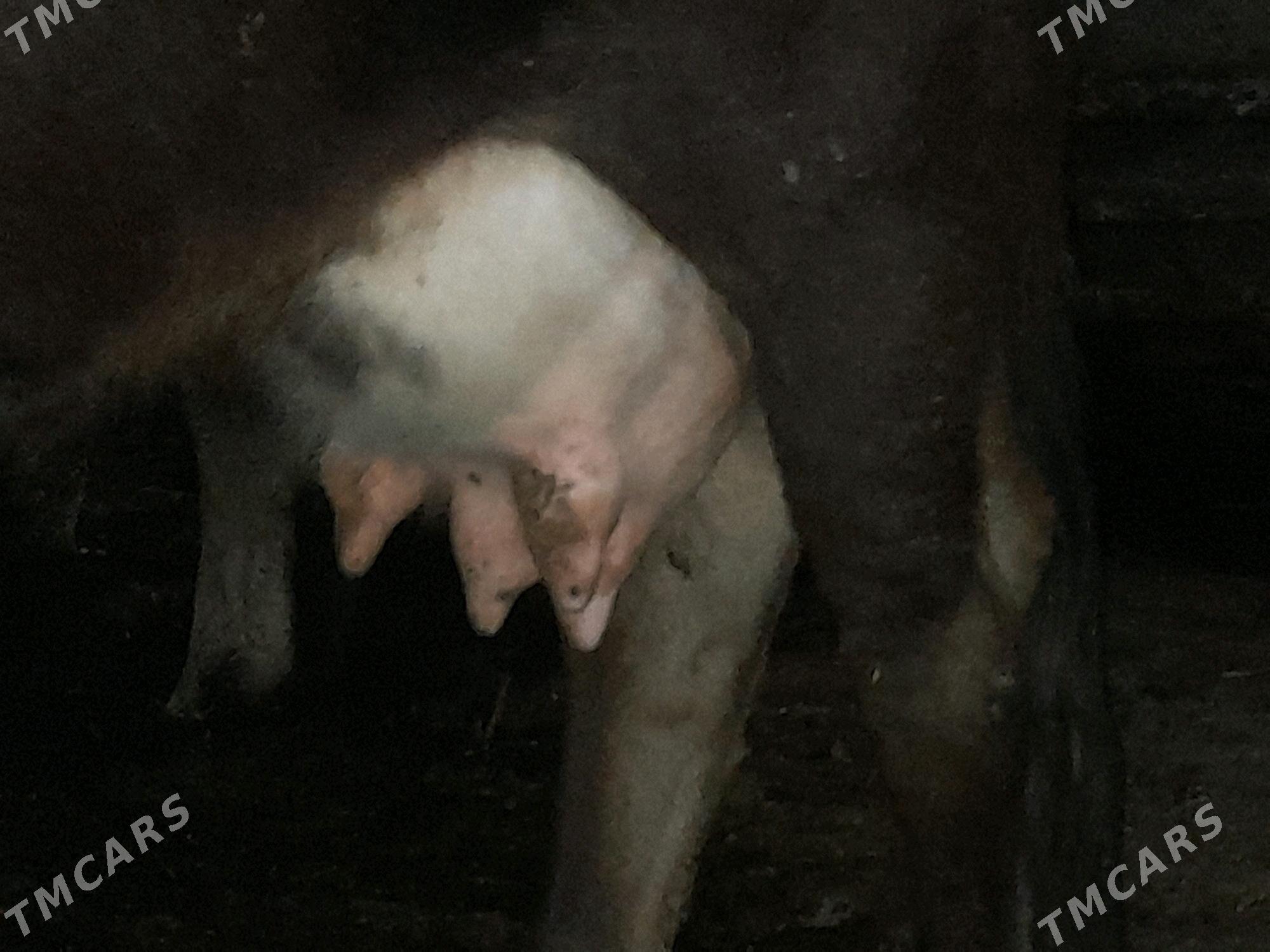 sygyr - Gyzylarbat - img 3