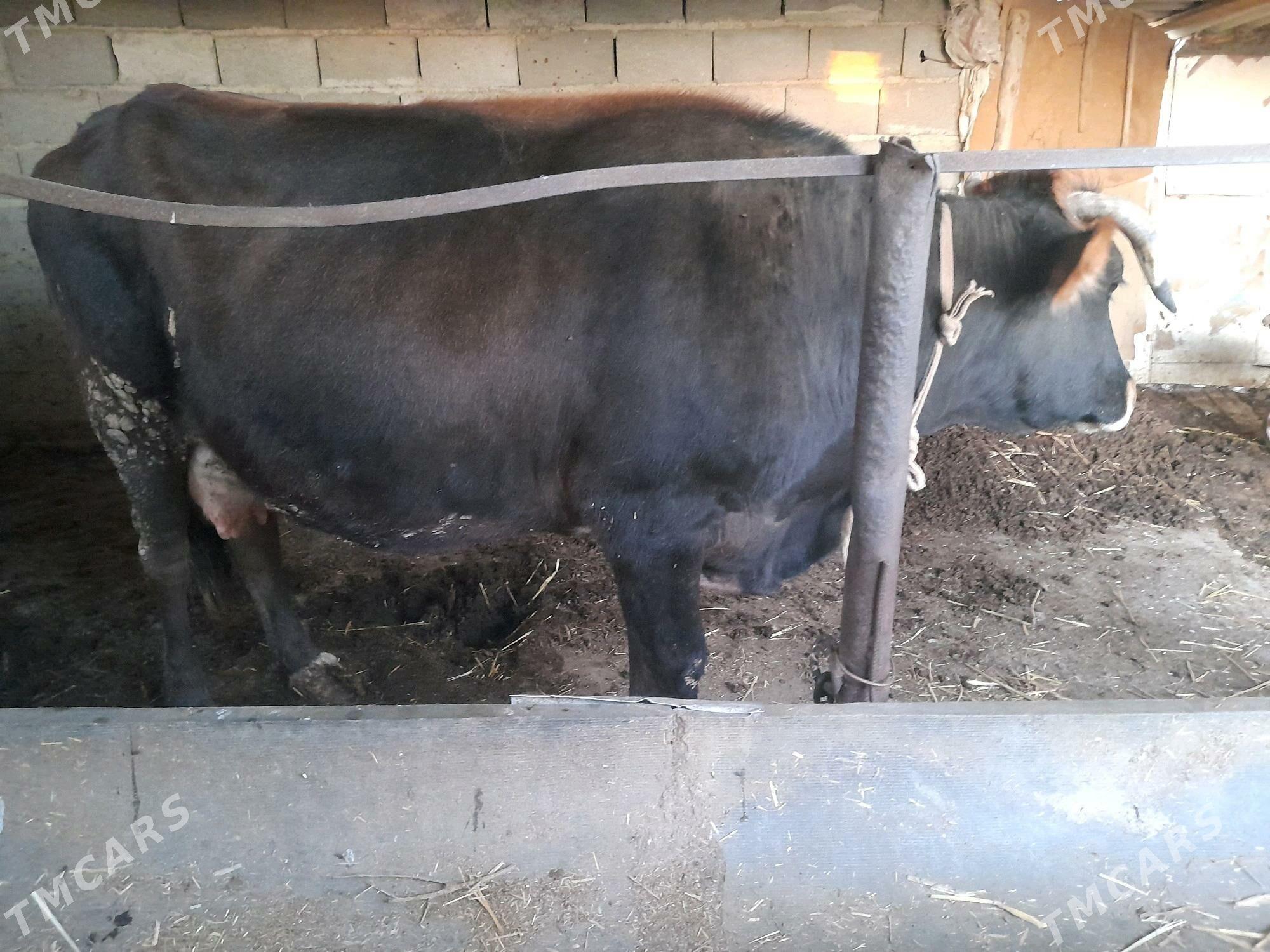 sygyr - Gyzylarbat - img 1