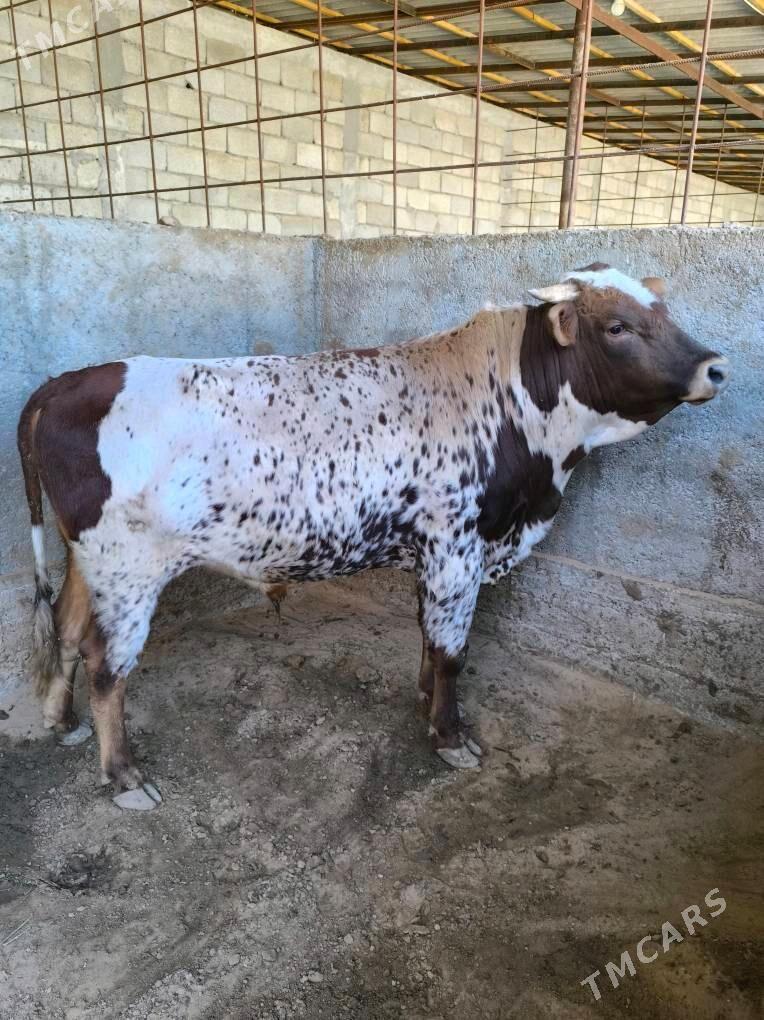 OKZ BAKYLAN - Änew - img 5