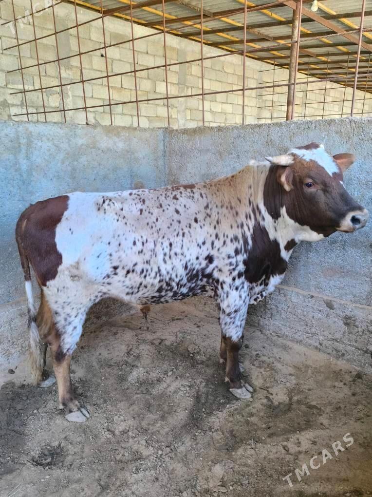 OKZ BAKYLAN - Änew - img 6