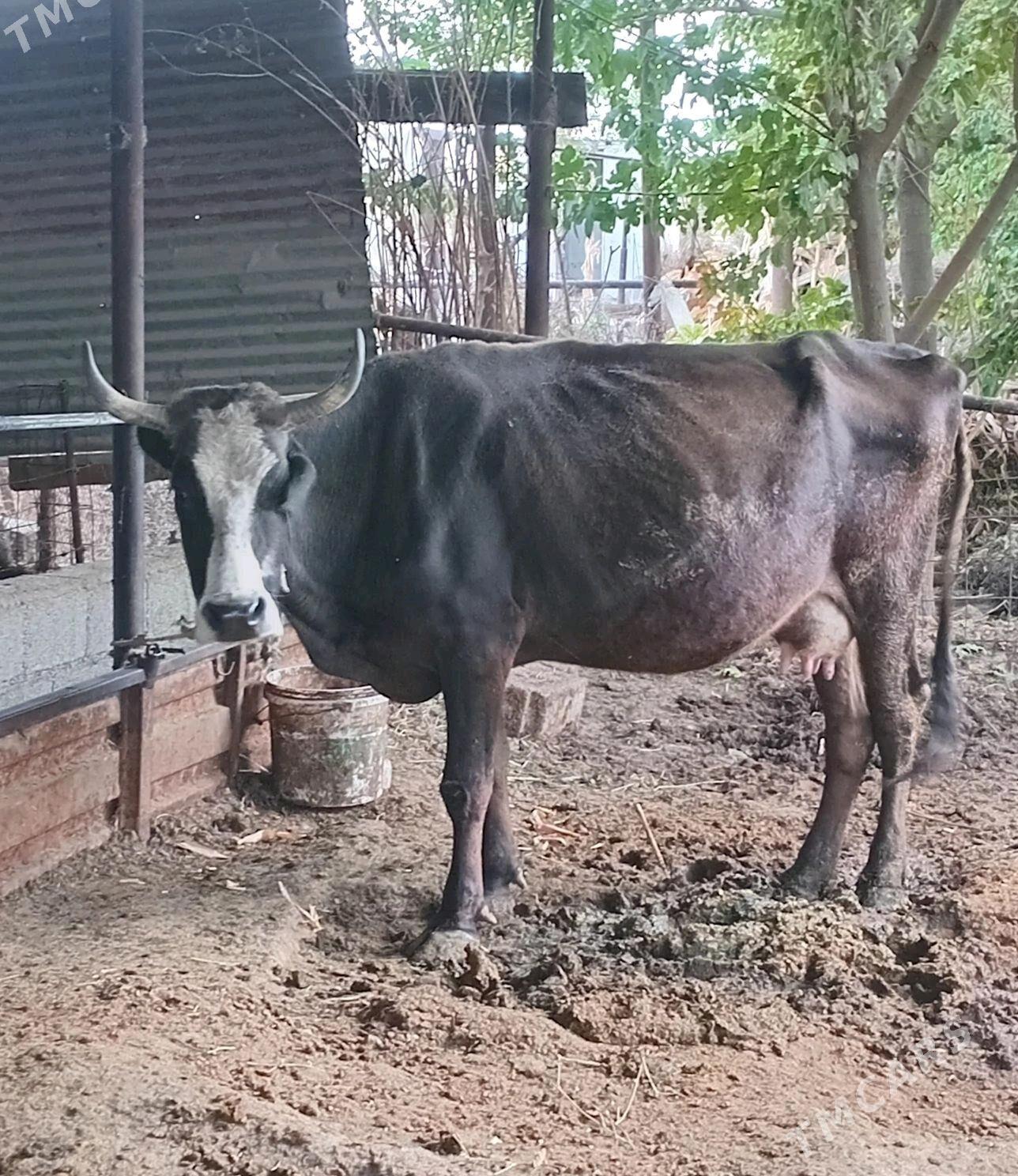 goleli sygyr - Ýaşlyk - img 2