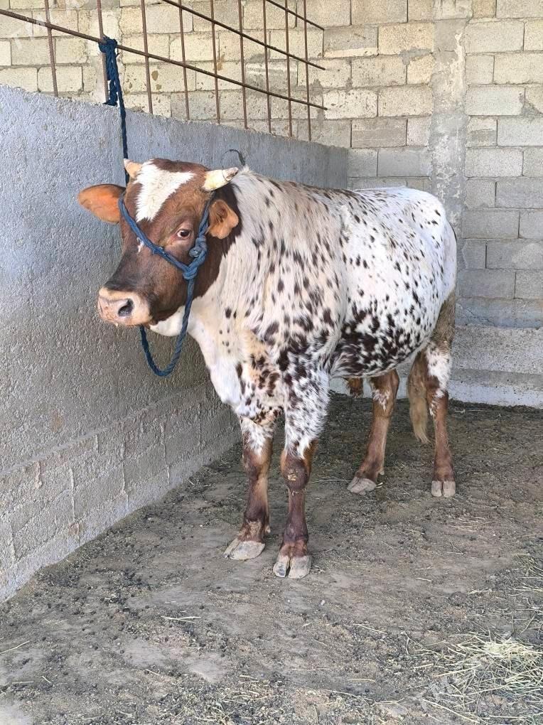 OKZ BAKYLAN - Änew - img 1