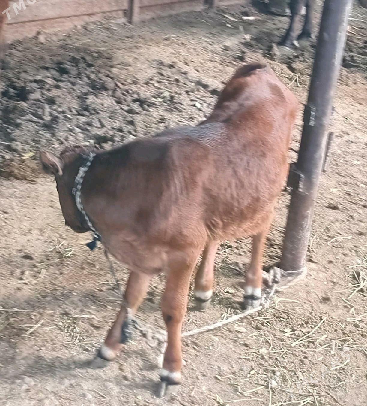 goleli sygyr - Ýaşlyk - img 3