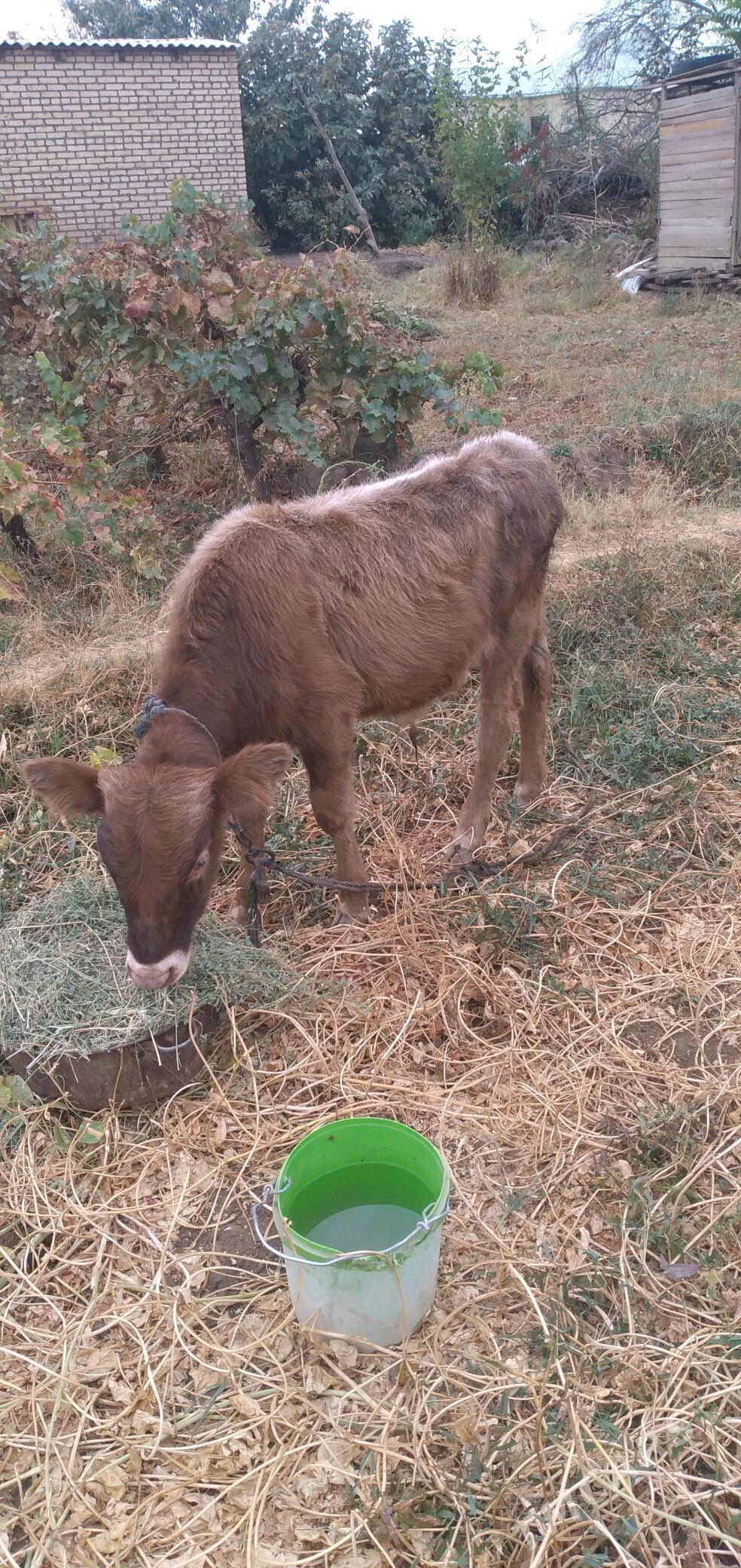 okuz ökuz - Мары - img 2