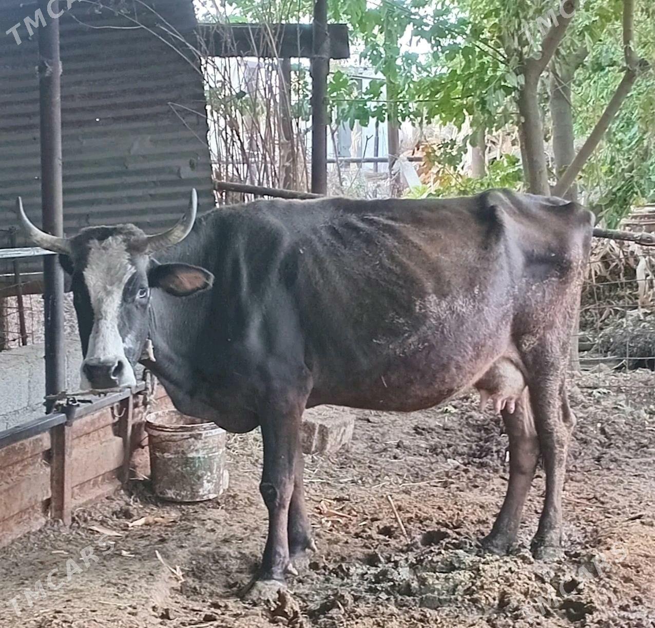 goleli sygyr - Ýaşlyk - img 1