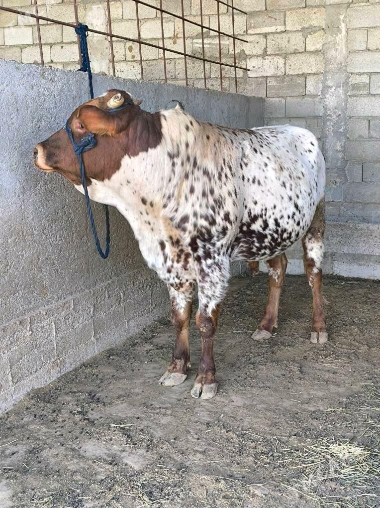 OKZ BAKYLAN - Änew - img 7