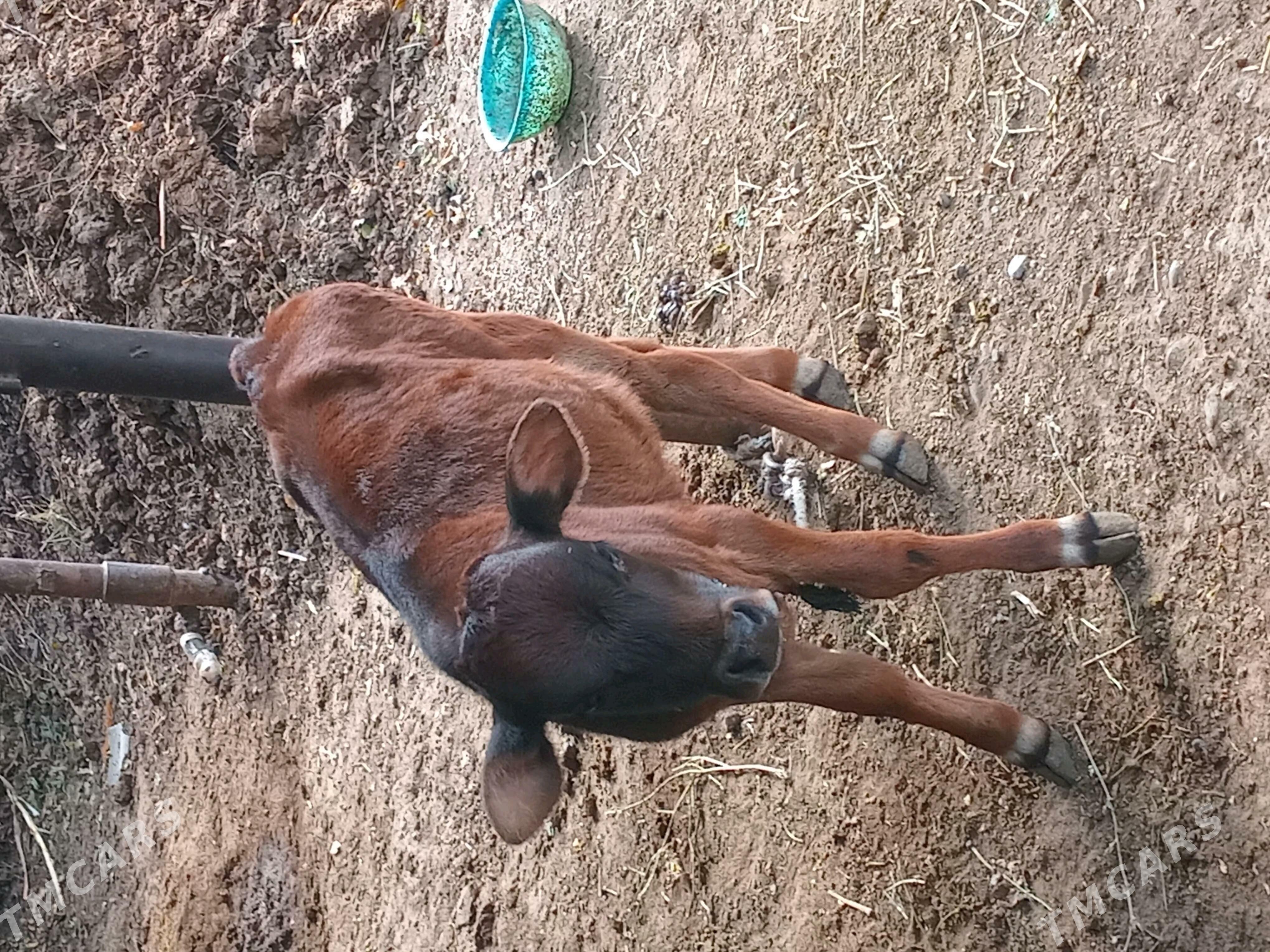 goleli sygyr - Ýaşlyk - img 4