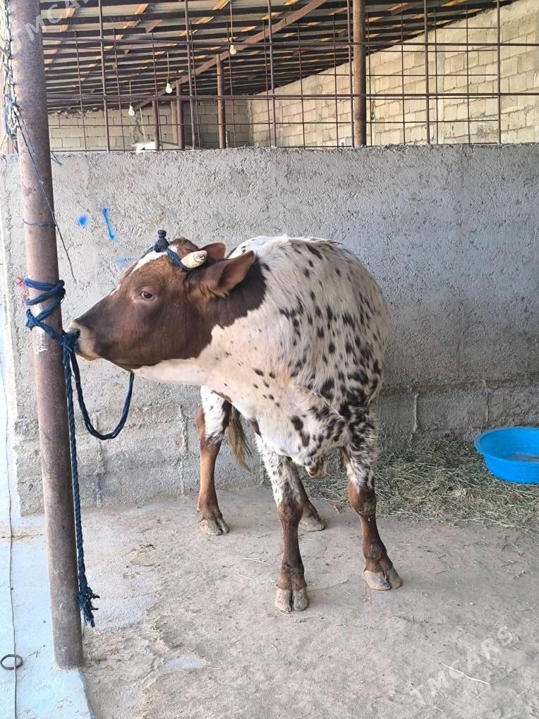 OKZ BAKYLAN - Änew - img 4