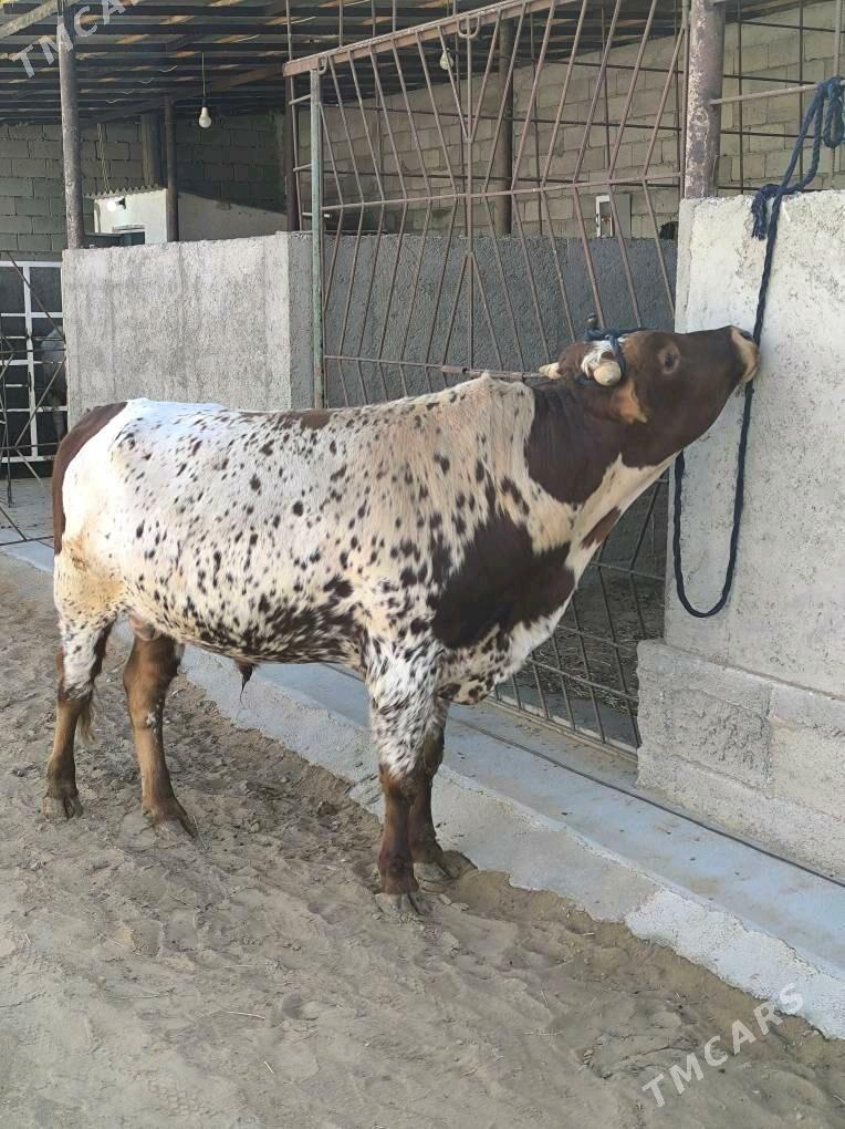 OKZ BAKYLAN - Änew - img 2