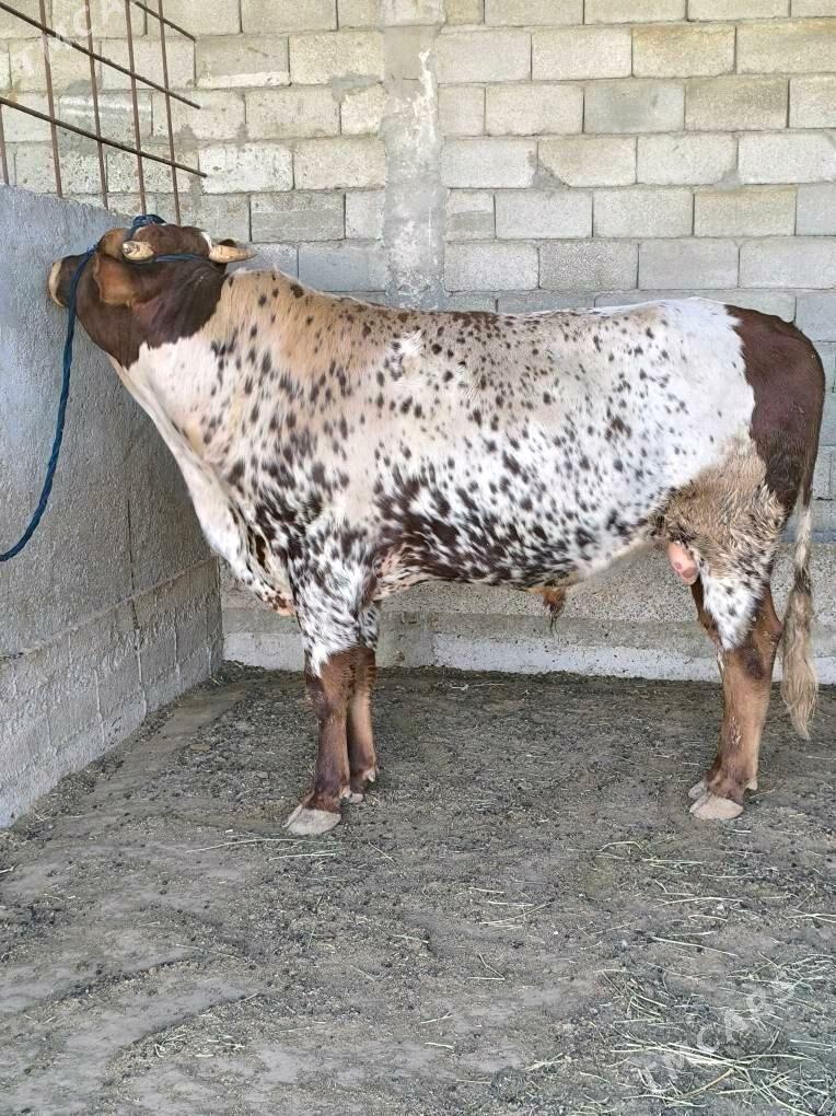 OKZ BAKYLAN - Änew - img 3