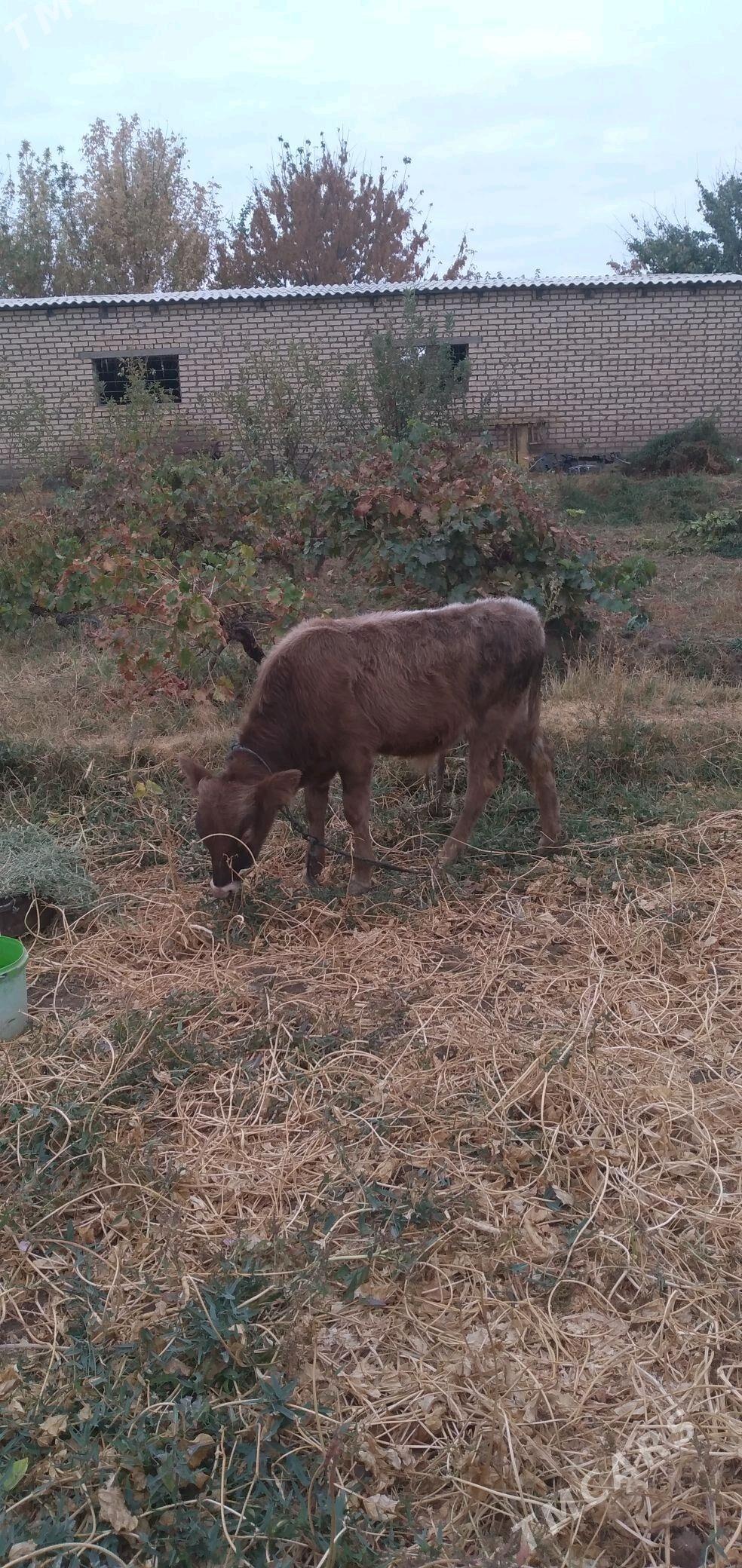 okuz ökuz - Мары - img 3