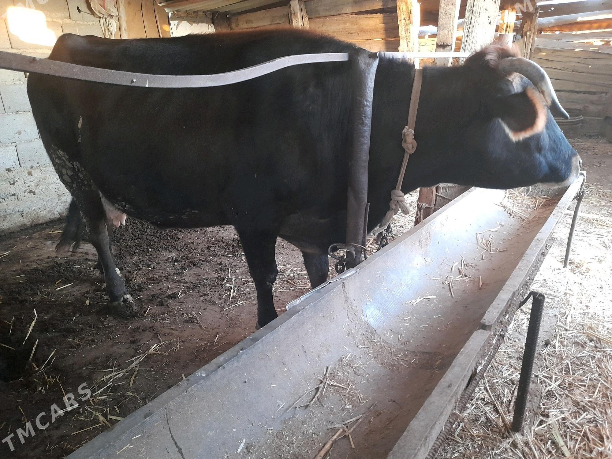 sygyr - Gyzylarbat - img 2