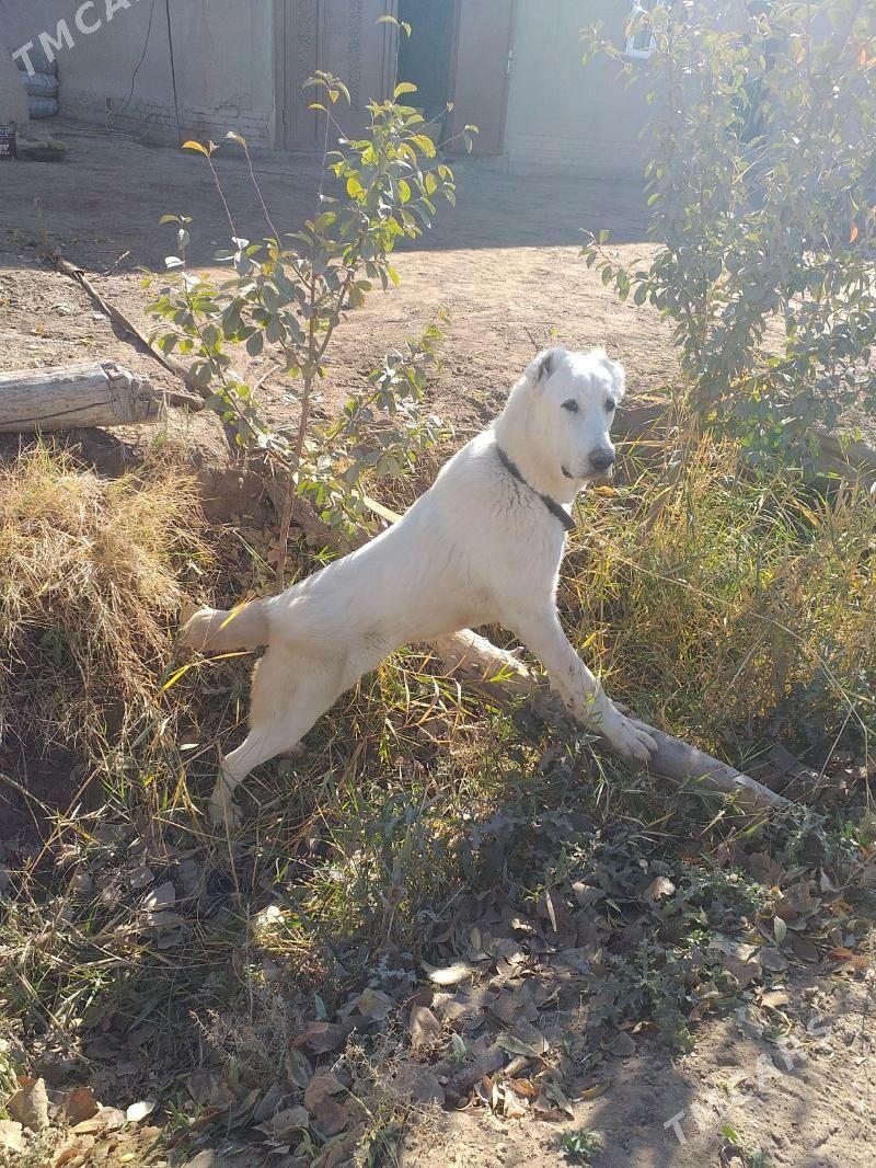 ak gush - Дашогуз - img 6