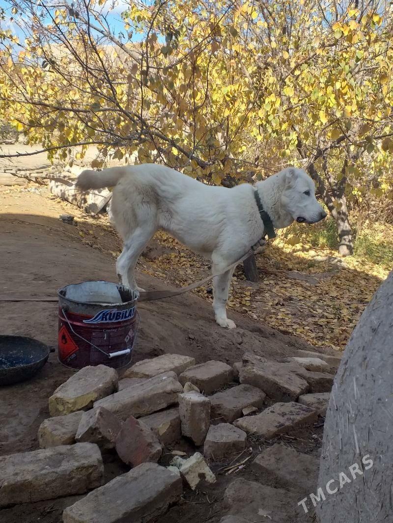 ak gush - Дашогуз - img 9