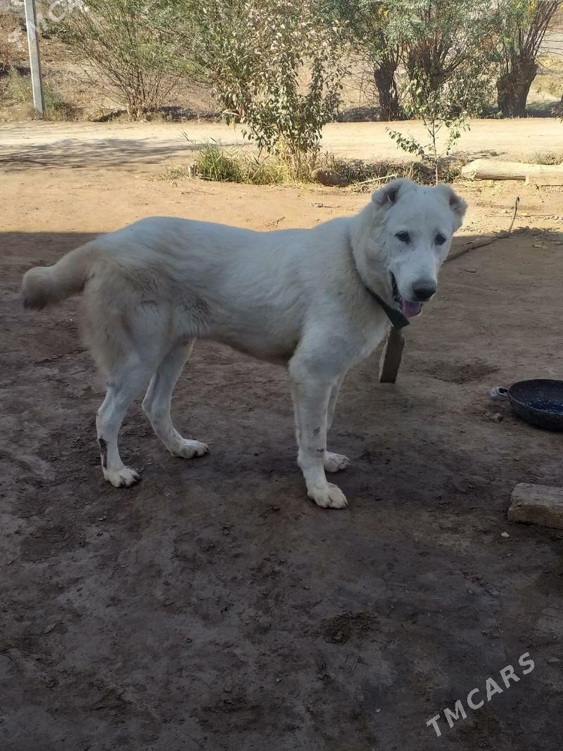 ak gush - Дашогуз - img 8