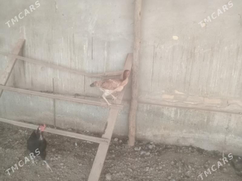 байсов товук - Çärjew - img 4