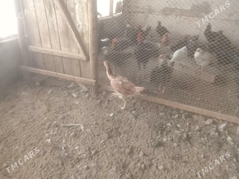 байсов товук - Çärjew - img 2