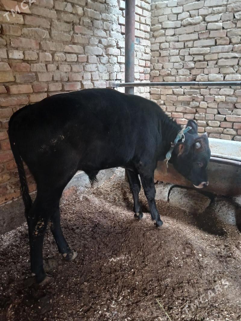 gole - Hitrowka - img 1