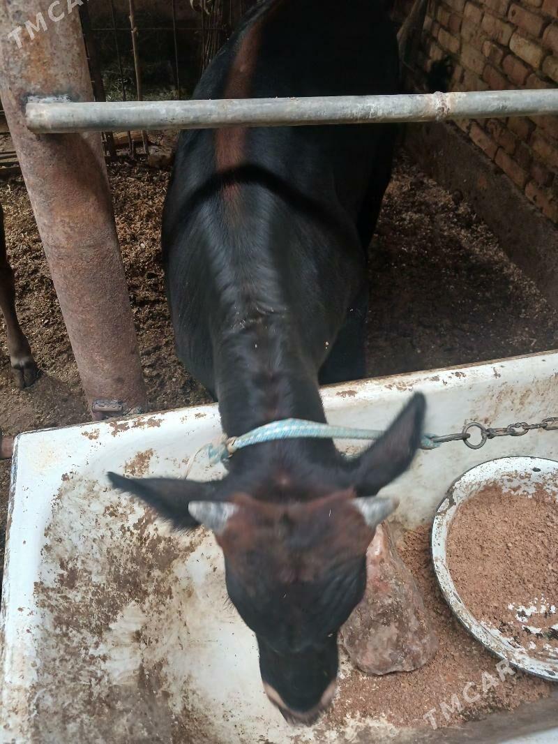 gole - Hitrowka - img 2