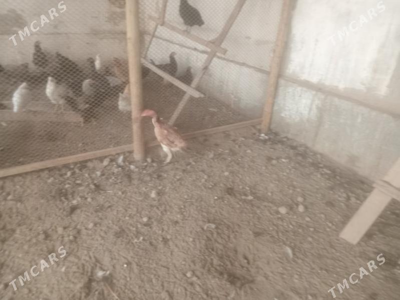 байсов товук - Çärjew - img 3