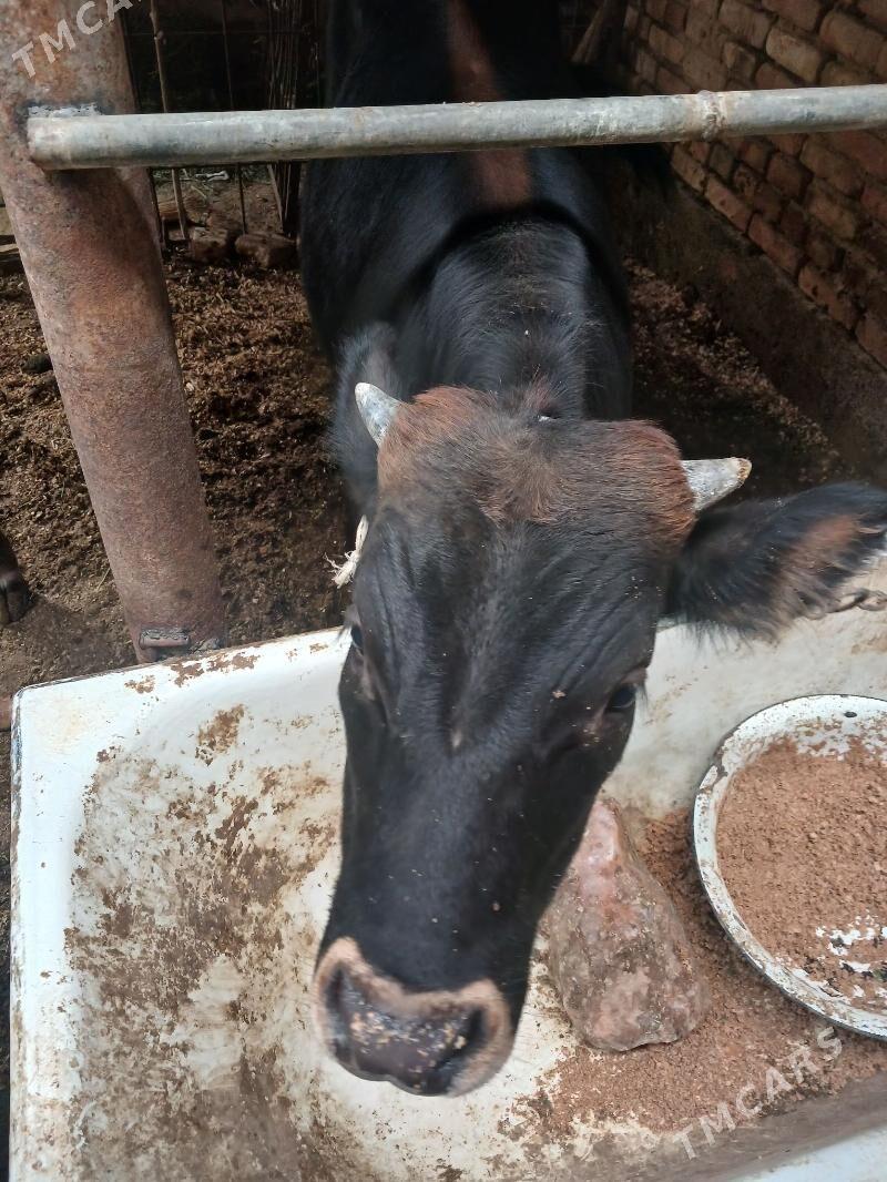 gole - Hitrowka - img 3