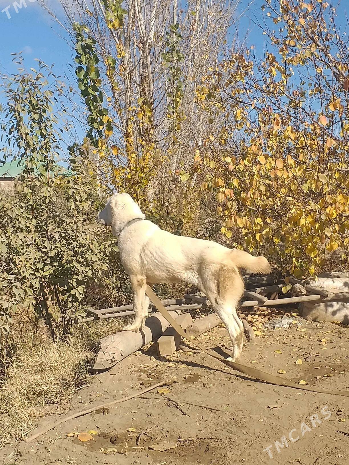 ak gush - Дашогуз - img 5