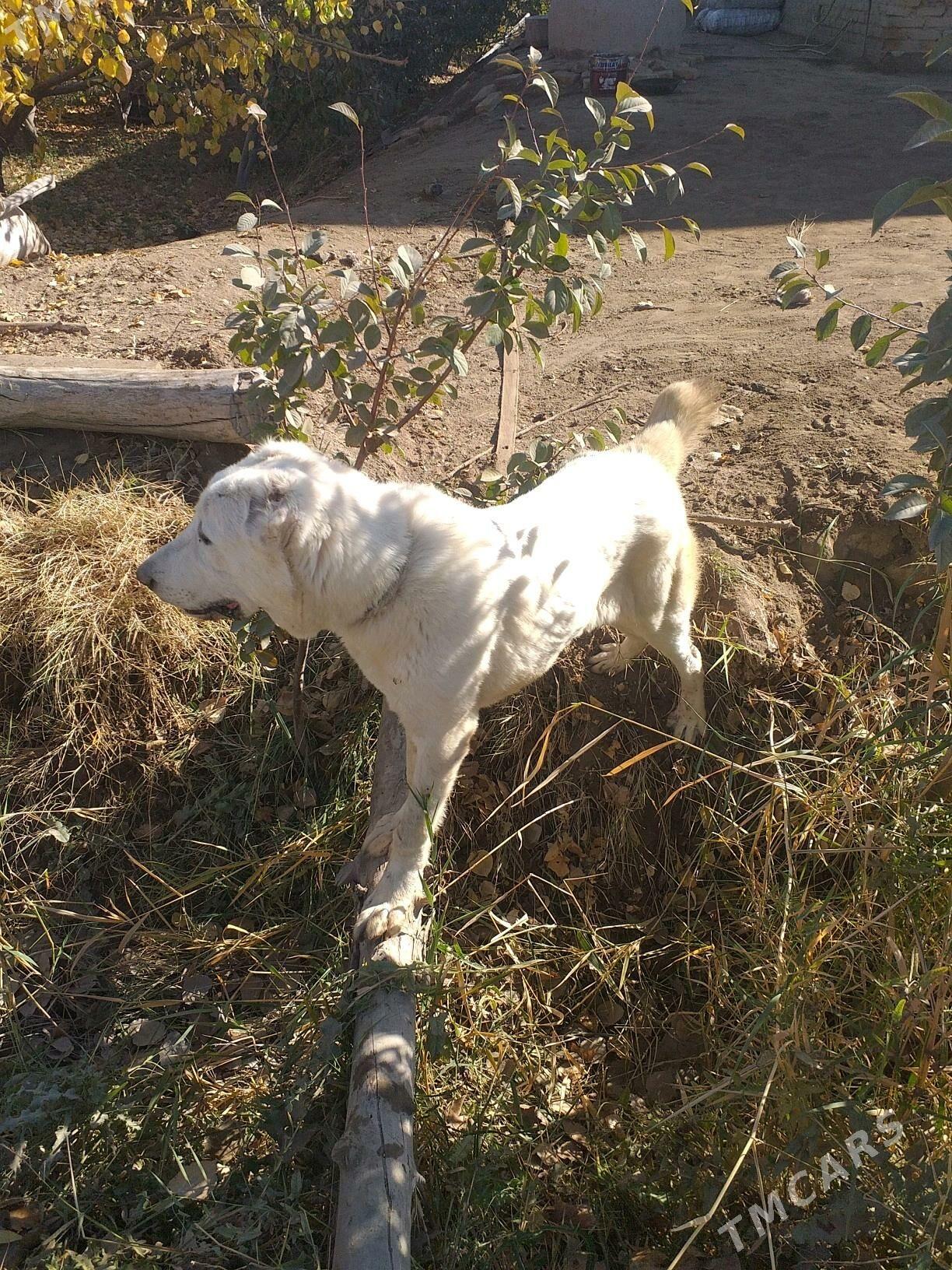 ak gush - Дашогуз - img 7