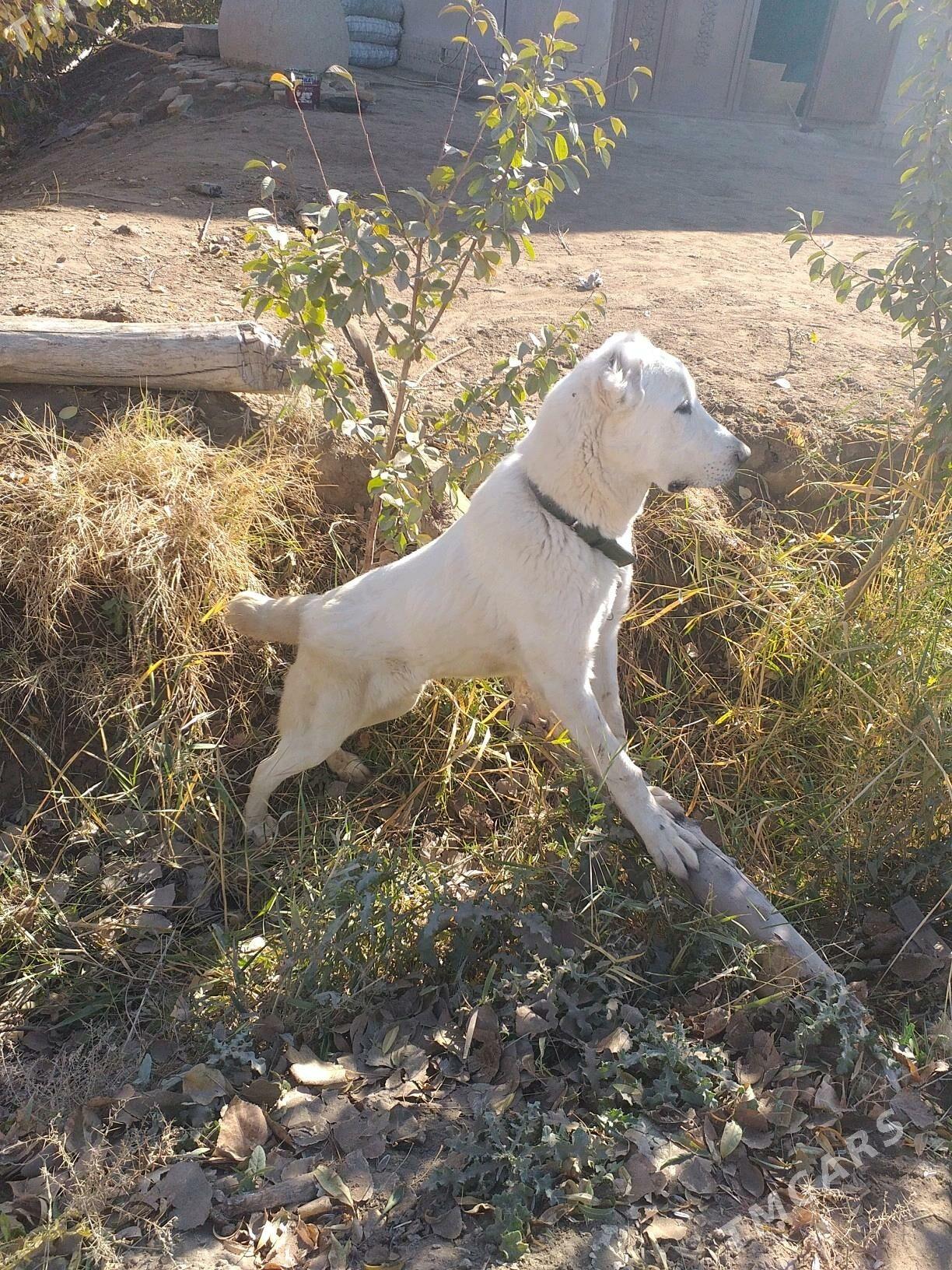 ak gush - Дашогуз - img 3